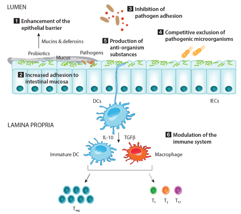 Probiotics: What They Are And How To Use Them Effectively | Metagenics ...