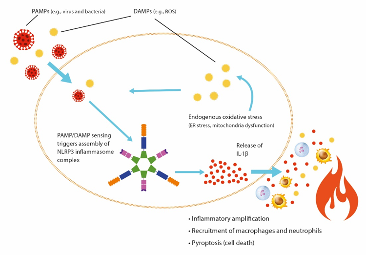 Zinc Is Essential For Immune Functions | Metagenics Institute