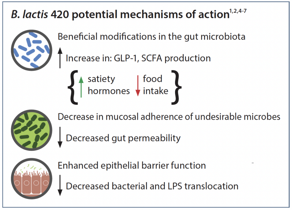 B. lactis 420 potential mechanisms of action